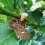 Bag Shelter Moth Processionary Caterpillar Ochrogaster lunifermoth