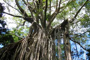Curtain Fig Tree, Yungaburra
