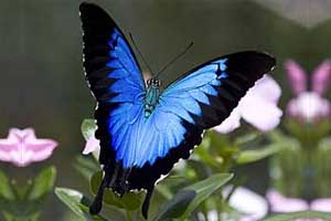 Ulysses butterfly, North Queensland